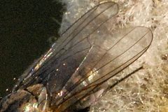 Egle.ciliata9.-.lindsey by James K. Lindsey. Used under a CC BY-SA 3.0 license.