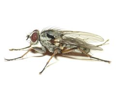 Eustalomyia vittipes by
This image is created by user Dick Belgers at Waarneming.nl, a source of nature observations in the Netherlands.
. Used under a CC BY 3.0 license.