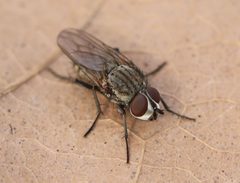 2021 04 09 Leucophora obtusa by Slimguy. Used under a CC BY 4.0 license.