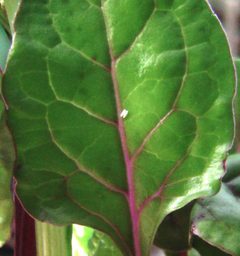 Pegomya hyoscyami leaf miner eggs on chard leaf by Babahu. Used under a CC0 license.