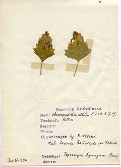 Stellwaag 00204a01 by Klaus Rassinger (Museum Wiesbaden). Used under a CC BY-SA 4.0 license.