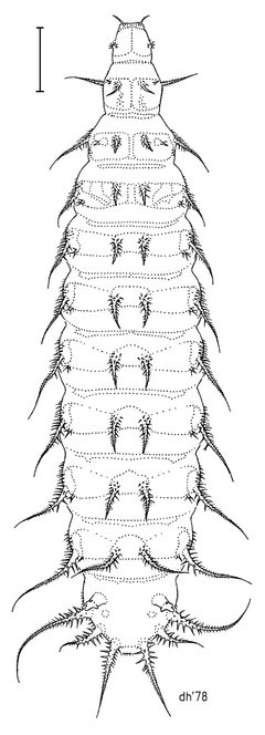 DIPT Fanniidae Fannia canicularis by Desmond W. Helmore
. Used under a CC BY 4.0 license.