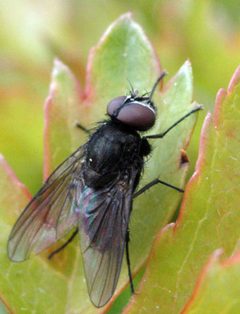 Fannia.canicularis.male by James K. Lindsey. Used under a CC BY-SA 3.0 license.