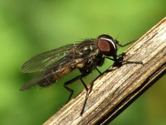 Fannia canicularis by Rui Andrade. Used under a CC BY-SA 4.0 license.