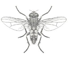 Fannia scalaris from CSIRO by Unknown authorUnknown author. Used under a Public domain license.