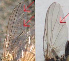 Musca.domestica vs Fannia canicularis wing comparison by Bastavales,_Brión,_090706_.JPG: Luis Miguel Bugallo Sánchez
Musca.domestica.wing.detail.jpg: James K. Lindsey
derivative work: B kimmel (talk). Used under a CC BY-SA 3.0 license.