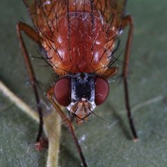 Thricops diaphanus 5955 by NobbiP. Used under a CC BY-SA 3.0 license.