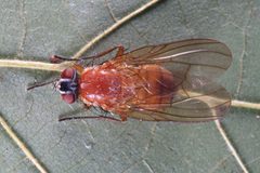 Thricops diaphanus 5956 by NobbiP. Used under a CC BY-SA 3.0 license.
