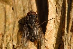 Muscina.levida.-.lindsey by James K. Lindsey. Used under a CC BY-SA 3.0 license.