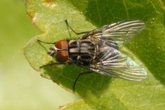 Muscina.prolapsa by Jim Lindsey. Used under a CC BY-SA 3.0 license.