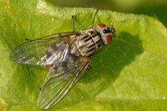 Muscina.prolapsa2 female by Jim Lindsey. Used under a CC BY-SA 3.0 license.