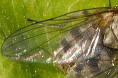 Muscina.prolapsa9.-.lindsey by James K. Lindsey. Used under a CC BY-SA 3.0 license.
