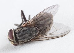 Synthesiomyia nudiseta dorsal by Sarefo. Used under a CC BY-SA 4.0 license.