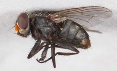 Synthesiomyia nudiseta lateral by Sarefo. Used under a CC BY-SA 4.0 license.