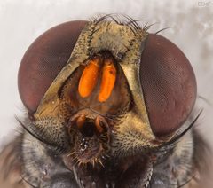 Synthesiomyia nudiseta profile by portioid. Used under a CC BY-SA 2.0 license.