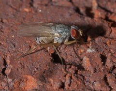 Neodexiopsis calopyga - inat 137938844 by {{{name}}}. Used under a CC BY-SA 4.0 license.
