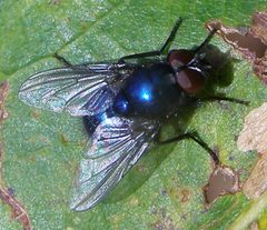 Eudasyphora-cyanicolor-Muscid-fly-20091102b by TristramBrelstaff. Used under a CC BY-SA 3.0 license.