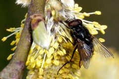 Eudasyphora.cyanicolor.male by James K. Lindsey. Used under a CC BY-SA 3.0 license.