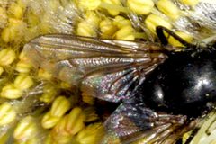 Eudasyphora.cyanicolor.wing.detail by James K. Lindsey. Used under a CC BY-SA 3.0 license.