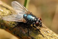Eudasyphora.cyanicolor2.-.lindsey by James K. Lindsey. Used under a CC BY-SA 3.0 license.