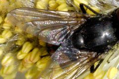 Eudasyphora.cyanicolor9.-.lindsey by James K. Lindsey. Used under a CC BY-SA 3.0 license.