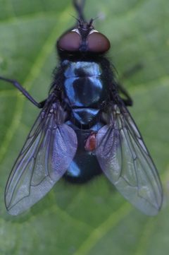 Noordwijk - Eudasyphora cyanicolor by Rudolphous. Used under a CC BY-SA 4.0 license.