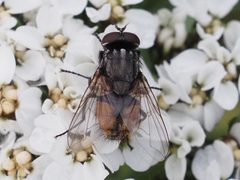 Musca autumnalis 101712386 by Michael Knapp. Used under a CC BY 4.0 license.