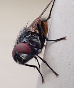Musca autumnalis 109024171 by Cole Shoemaker. Used under a CC BY 4.0 license.