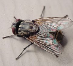 Musca autumnalis 109024394 by Cole Shoemaker. Used under a CC BY 4.0 license.