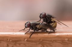 Copulating flies by Tomascastelazo. Used under a CC BY-SA 3.0 license.