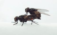 Couple of Musca Domestica by Retro Lenses. Used under a CC BY 4.0 license.