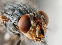 Sarcophagid fly Portrait by JJ Harrison (https://www.jjharrison.com.au/). Used under a CC BY-SA 1.0 license.