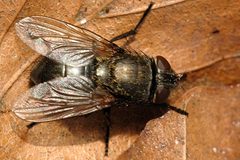 Neomyia.cornicina.female by James K. Lindsey. Used under a CC BY-SA 3.0 license.