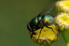 Neomyia.cornicina.male by James K. Lindsey. Used under a CC BY-SA 3.0 license.