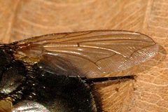 Neomyia.cornicina.wing.detail by James K. Lindsey. Used under a CC BY-SA 3.0 license.