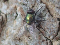 Neomyia cornicina - Grangelands - 52623612451 by kitenet. Used under a CC BY 2.0 license.
