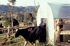 CSIRO ScienceImage 2356 A Trap for Buffalo Flies by division, CSIRO. Used under a CC BY 3.0 license.