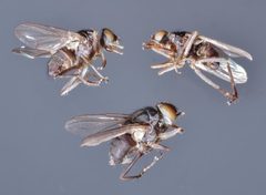 Haematobia-adult-flies by Daktaridudu. Used under a CC BY-SA 4.0 license.