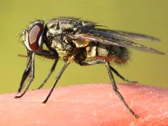 Stomoxys calcitrans-sucking blood by Peterwchen. Used under a CC BY-SA 4.0 license.