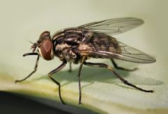 Stomoxys calcitrans 01 by User:Pavel Krok, User:Fir0002. Used under a CC BY-SA 3.0 license.