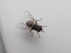 Stomoxys calcitrans Ledro 01 by Syrio. Used under a CC BY-SA 4.0 license.