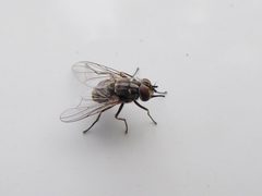 Stomoxys calcitrans Ledro 02 by Syrio. Used under a CC BY-SA 4.0 license.