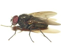 Hebecnema nigra by
This image is created by user Dick Belgers at Waarneming.nl, a source of nature observations in the Netherlands.
. Used under a CC BY 3.0 license.