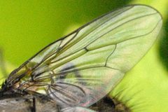 Myospila.meditabunda9.-.lindsey by James K. Lindsey. Used under a CC BY-SA 3.0 license.