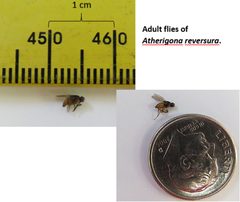 Atherigonareversura by Liza Garcia (talk) (Uploads). Used under a Public domain license.
