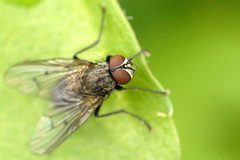 Helina.evecta.-.lindsey by James K. Lindsey. Used under a CC BY-SA 3.0 license.