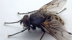 Helina evecta - Grangelands by kitenet. Used under a CC BY 2.0 license.