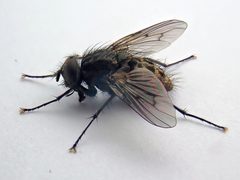 Helina evecta - Grangelands - 52623851229 by kitenet. Used under a CC BY 2.0 license.