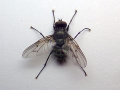 Helina evecta - Grangelands - 52623851259 by kitenet. Used under a CC BY 2.0 license.