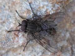 Helina evecta 64038026 by Michael Knapp. Used under a CC BY 4.0 license.